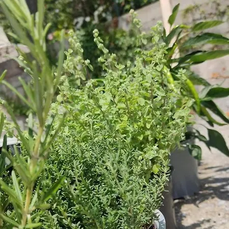 La Nuova Casetta Di Uscio